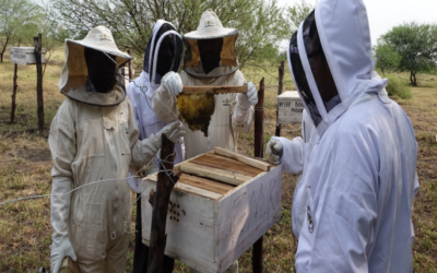 General beekeeping and capacity building